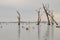 Water scene with pelicans and dead tree stumps. Kow Swamp, Victoria Australia