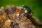 Water scene with shiny Golden ground beetle. Bright green insect in the nature habitat, Krkonose, Czech republic. Golden ground be