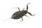 Water Scorpion