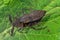 Water-scorpion - Nepa cinerea copulating in fresh water