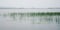 Water sedge and floating lilies at Kenozero Lake.
