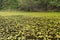 Water Shield Plants Covering the Lake