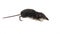 Water shrew walking on white