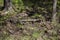 Water Slough Winding Past A Fallen Tree