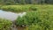 Water with small beaver dam with green plants