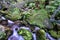 Water smoothed by long exposure as it tumbles through and around moss covered rocky river bed