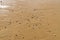 Water-smoothed wet sand pattern in Cote d\'Opale, France