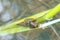 Water snail crawls along a reed under water