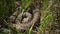 Water snake on the hunt Natrix tessellata