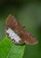 Water snow flat butterfly