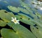 Water snowflake from kas pathar valley of flowers from maharashtra - single