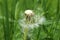 Water Soaked Dandelion Seedhead after Rain