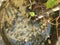 Water + soil on flower pot leaf