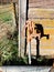 Water spigot outside of barn next to farm animals and fencing