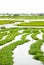 Water Spinach Farm 02