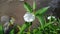 Water spinach plants on the river bank are starting to flower.