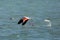 Water Splashes and Greater Flamingo flight, Bahrai