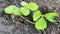 water splashes on strawberry leaves. spring seedling. watering strawberries