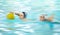 Water sports, polo and athlete swimming with a ball for a competition, exercise or hobby. Fitness, blur motion and