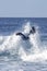 A water sportsman on his body-board turning on the top of a wave on a beach in France