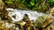 Water from the spring snow melt tumbling over Logs and Boulders on Mcgillivray Creek between Whitecroft and Sun Peaks