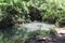 Water Spring, Tel Dan River Nature Reserve, North Israel