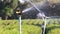 Water sprinkler on organic tea farm in action watering