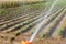 Water sprinkler sprinkles water on farmer field for irrigating and watering vegetables