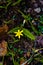 Water star grass yellow colored flowers in focus or grass leaf mud plantain