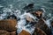 Water with stones on the beach concept photo. Mediterranean winter stormy seaside. Underwater rock with algae.