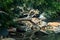 Water stream from the Aanaivaari Muttal Waterfalls located in Kalvarayan Hills near Attur, Salem district, India