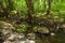 Water stream in carpathian beech woods