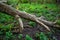 Water stream fallen tree forest scenery spring