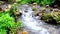 Water stream in the forest