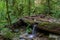 Water stream going through fallen tree in the summer green old forest