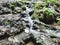 Water streams flowing through forest floor