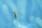 Water strider