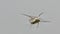 Water strider (Gerridae) walking on water.