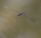 Water Striders on brown water