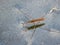 Water striders on water. Reflections in a pond.