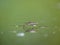 Water striders on water. Reflections in a pond.