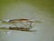 Water striders on water. Reflections in a pond.