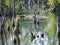 Water surface o swamp green lake with dry logs, trunk and trees , spring marchland water landscape, golden hour