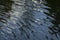 The water surface of the pond with soft playing reflections of the sky and plants.