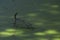 Water surface of a pool covered with algae