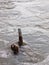 Water surface with wood log and air bubbles