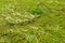 Water Swamp Green Grass Background