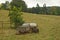 Water tank in grass field with sheep