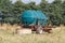 Water tank trailer for cattle in a field