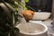 Water tap, palm tree, rose bouquet, open bath tub.